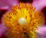 Cistus Stock Photo