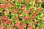 Colorful Background Of Red And Green Leaves Stock Photo