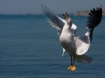 Seagull Stock Photo