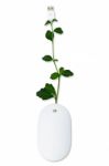 Plant Mouse Stock Photo