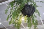 Fern In Plant Pot Hanging On Ceiling Stock Photo