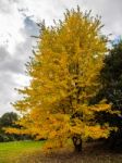 Acer Soccharinum Tree In Autumn Stock Photo