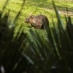 Adorable Large Wombat During The Day Looking For Grass To Eat Stock Photo