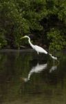 Great Egret And Black-necked Stilt Stock Photo