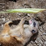 Meerkat Or Suricate (suricata Suricatta) Stock Photo