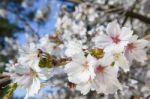 Beautiful Branch Of An Apple Tree With White Blossoms Stock Photo