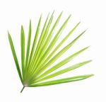 Palm Leaf Isolated On White Background Stock Photo