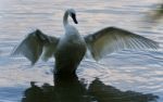 Picture With A Trumpeter Swan Showing Wings Stock Photo