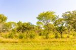 Trees In Zambia Stock Photo