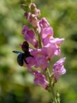 Carpenter Bee (xylocopa) Stock Photo