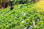 Planting Strawberry On The Mountain Stock Photo