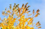 Tree Branches With Yellow Leaves In Autumn Stock Photo