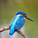 Male Common Kingfisher Stock Photo