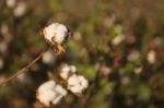 Cotton Field In Oakey, Queensland Stock Photo