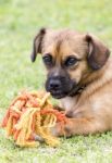 Playful Dog Stock Photo