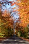 An Avenue Of Beeches Stock Photo