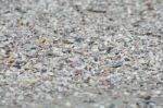 Shells On The Beach, Tropical Sea Of Asia Stock Photo