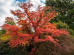 Japanese Maple (acer Palmatum) In Autumn Colours Stock Photo