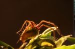 Venus Fly Trap Stock Photo