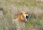 African Lion Stock Photo