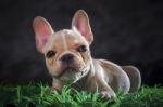 Close Up Lovely Face Of French Bull Dog Lying On Green Grass Flo Stock Photo