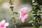 Pink Hibiscus Stock Photo