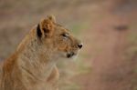 Lioness Stock Photo