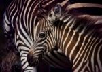 Close Up Face Of Young African Wilderness Zebra Pony In Field Stock Photo