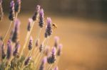 Beautiful Deep Purple Lavender Plants In Nature Stock Photo