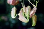 Tropical Pitcher Plant Stock Photo