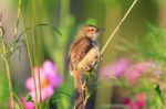 Birds In Nature Stock Photo