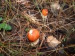 Collection And Preparation Of Autumn Edible Mushrooms  Stock Photo