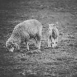 Sheep On The Farm During The Day Stock Photo