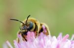 Working Bee Stock Photo