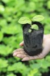 Plant In Hands Stock Photo