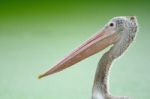 Spot-billed Pelican Stock Photo