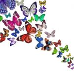 Colorful Butterflies Stock Photo