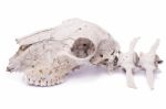 Sheep Skull Stock Photo