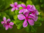 Vinca Flowers Stock Photo