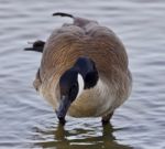 Beautiful Isolated Photo With A Cute Canada Goose In The Lake Stock Photo