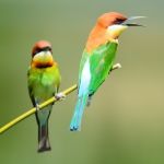 Chestnut-headed Bee-eater Stock Photo