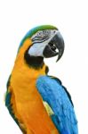 Blue And Gold Macaw Colorful Birds Isolated On White Stock Photo