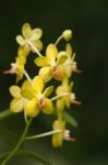 Fragrant Orchid ;ascocenda Orchid. Orchid Hybrids Stock Photo