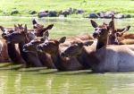 Image Of A Swarm Of Antelopes Swimming Together Stock Photo