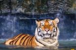 Tiger In The Water Stock Photo