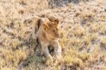 Lion  In Serengeti Stock Photo