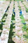 Red Oak Plants On Hydrophonic Farm Stock Photo