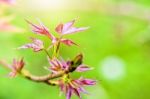 Red Young Leaves Maple In Spring Stock Photo