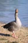 Wild Geese Stock Photo