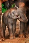 Baby Elephant Stock Photo